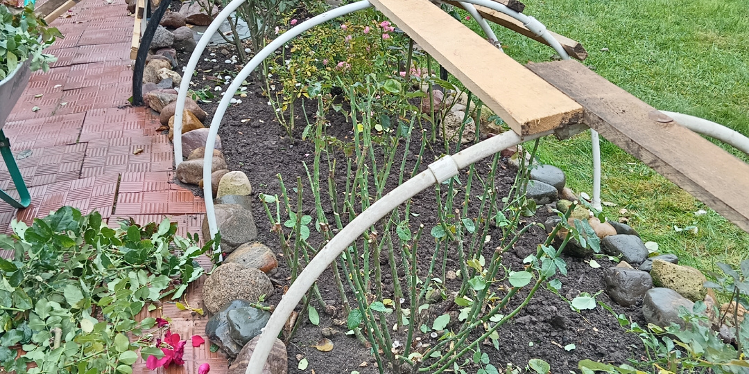 Обрезка и укрытие роз в средней полосе - мой двадцатилетний опыт