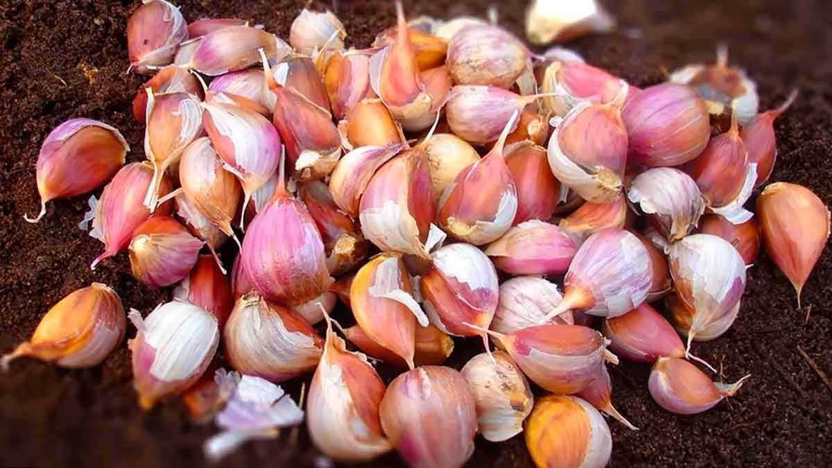 Посадка чеснока