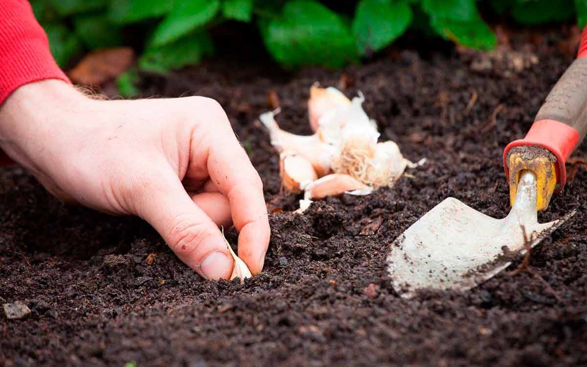 Посадка чеснока