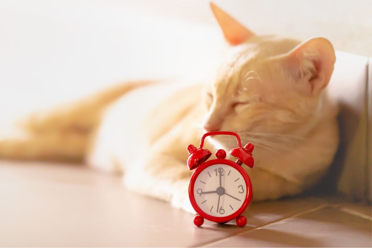 Как коты определяют время