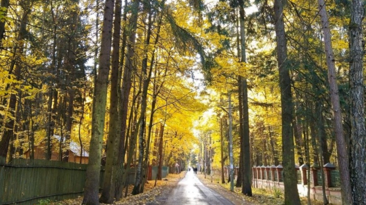 фото аллеи поселка Переделкино