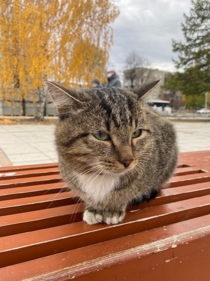 Яндекс картинки