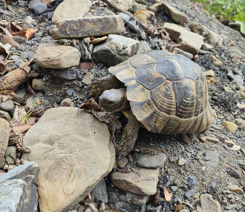    Фото: пресс-служба Минприроды Краснодарского края