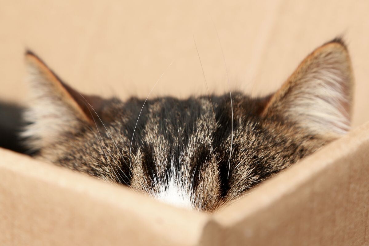 Кошка навострила уши сидя в коробке 