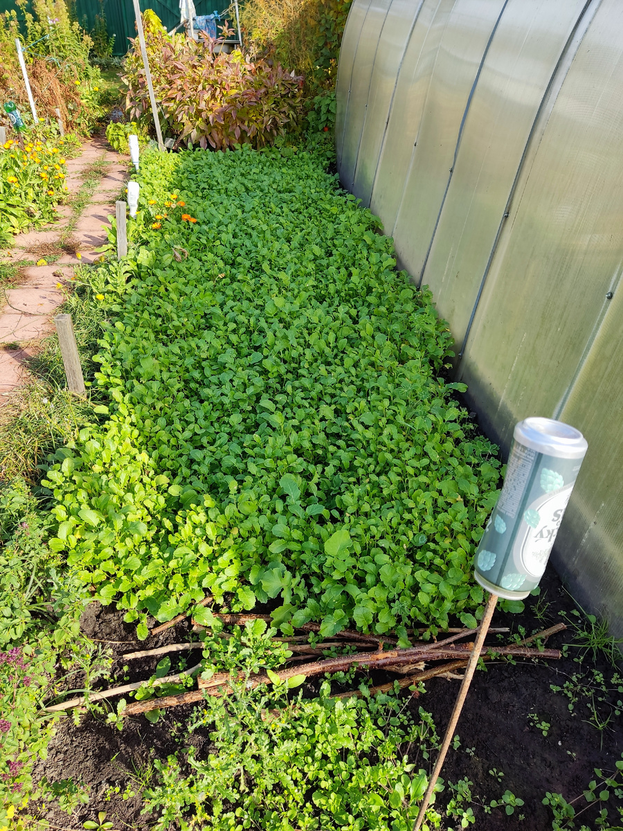 Фото автора. 7.10. 24.