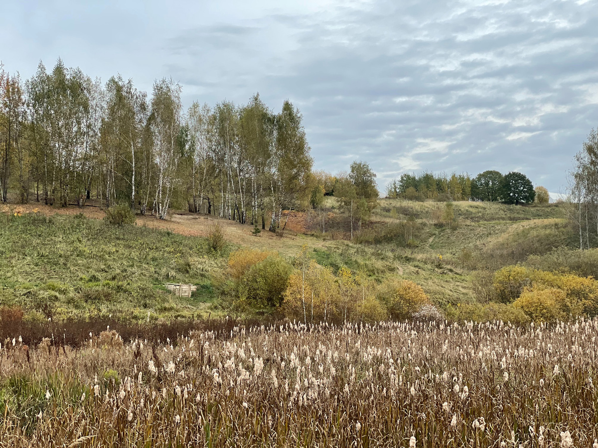 Бирюлевский лесопарк.