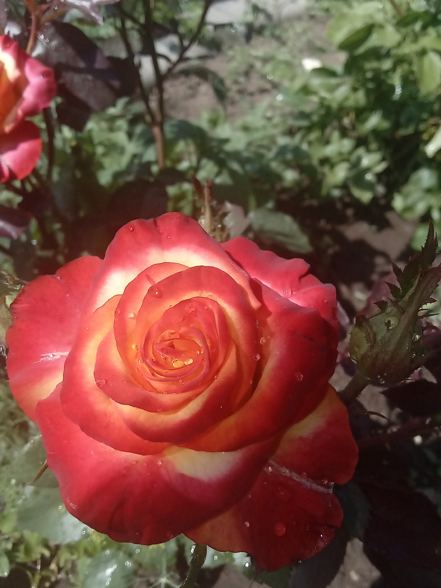 Счастье и слезы. Фото автора канала.