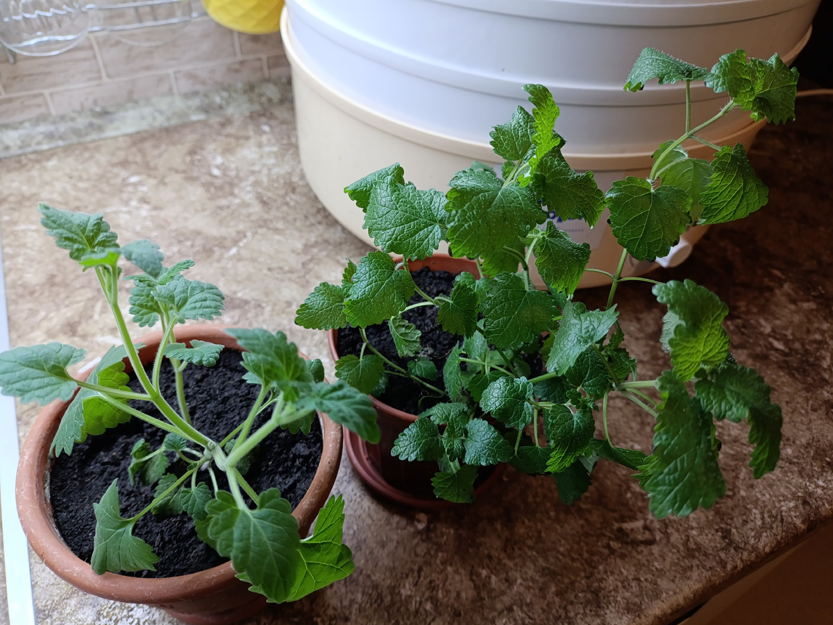 Мята справа. Листья у нее более плотные и блестящие