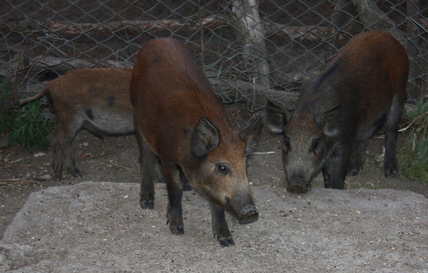    Ученые оживили мозг почти через час после смерти