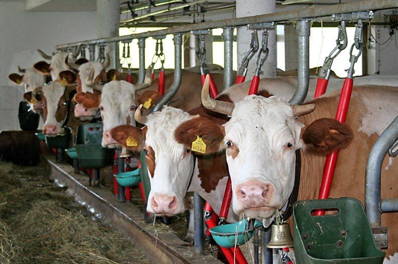 Фото - из открытых источников сети Интернет