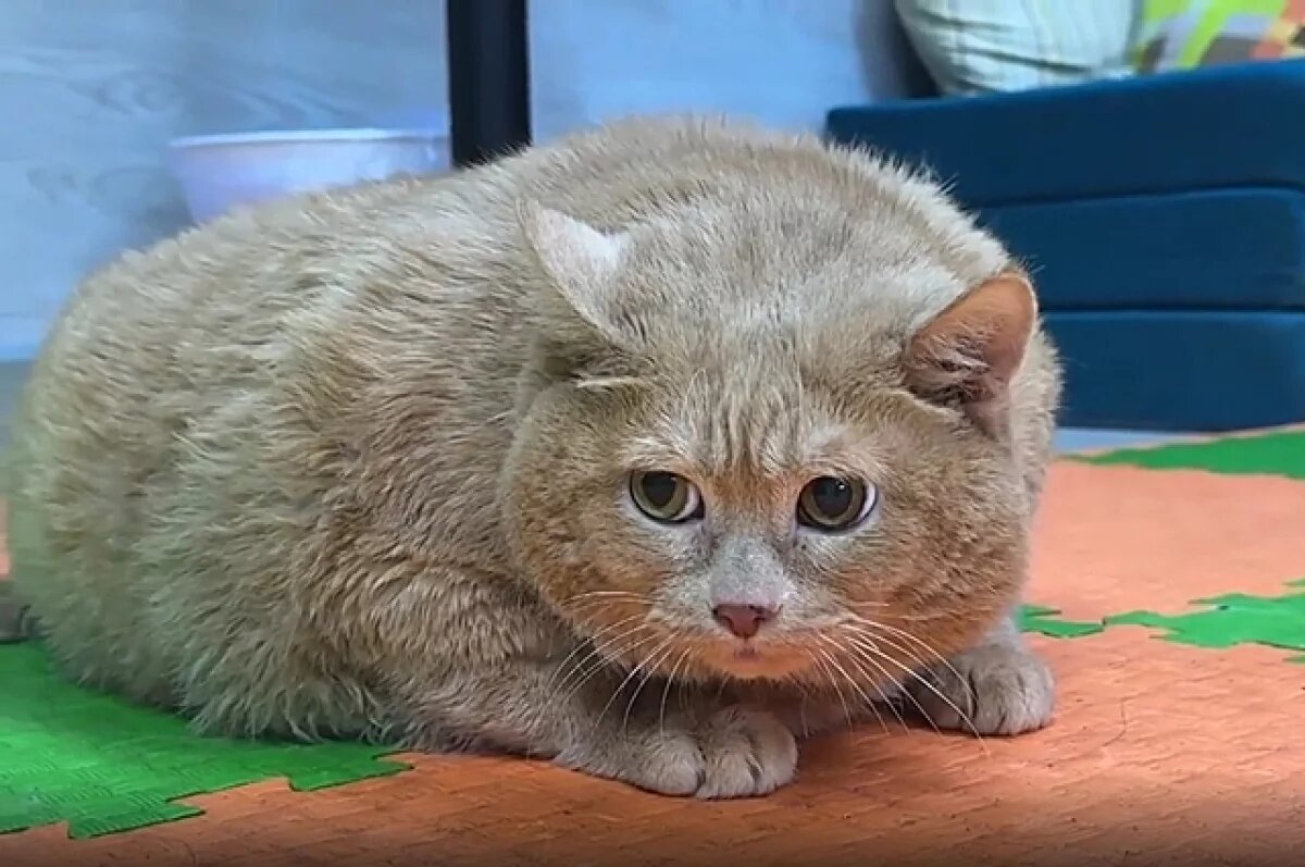    Кот Крошик.