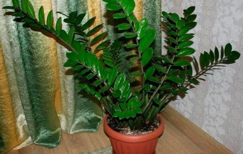 Самый простой и эффективный кондиционер для замиокулькаса. Листья активно растут один за другим