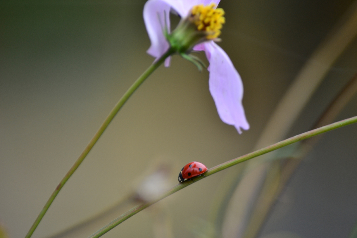 Фотографии Svetlanka_Don