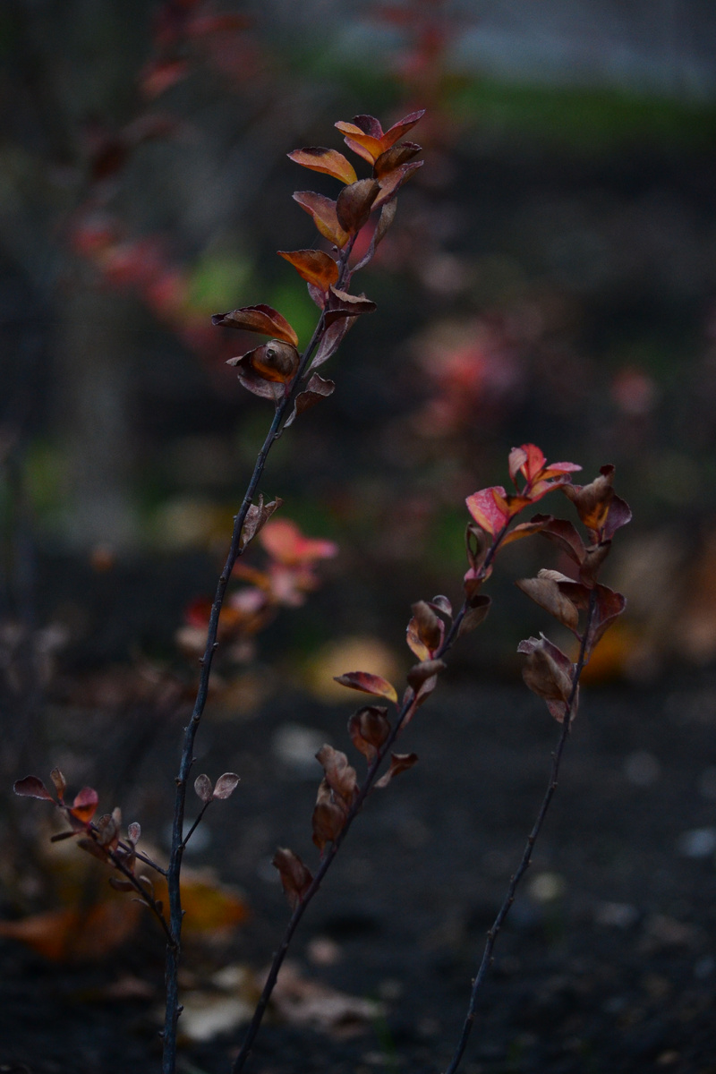 Фотографии Svetlanka_Don