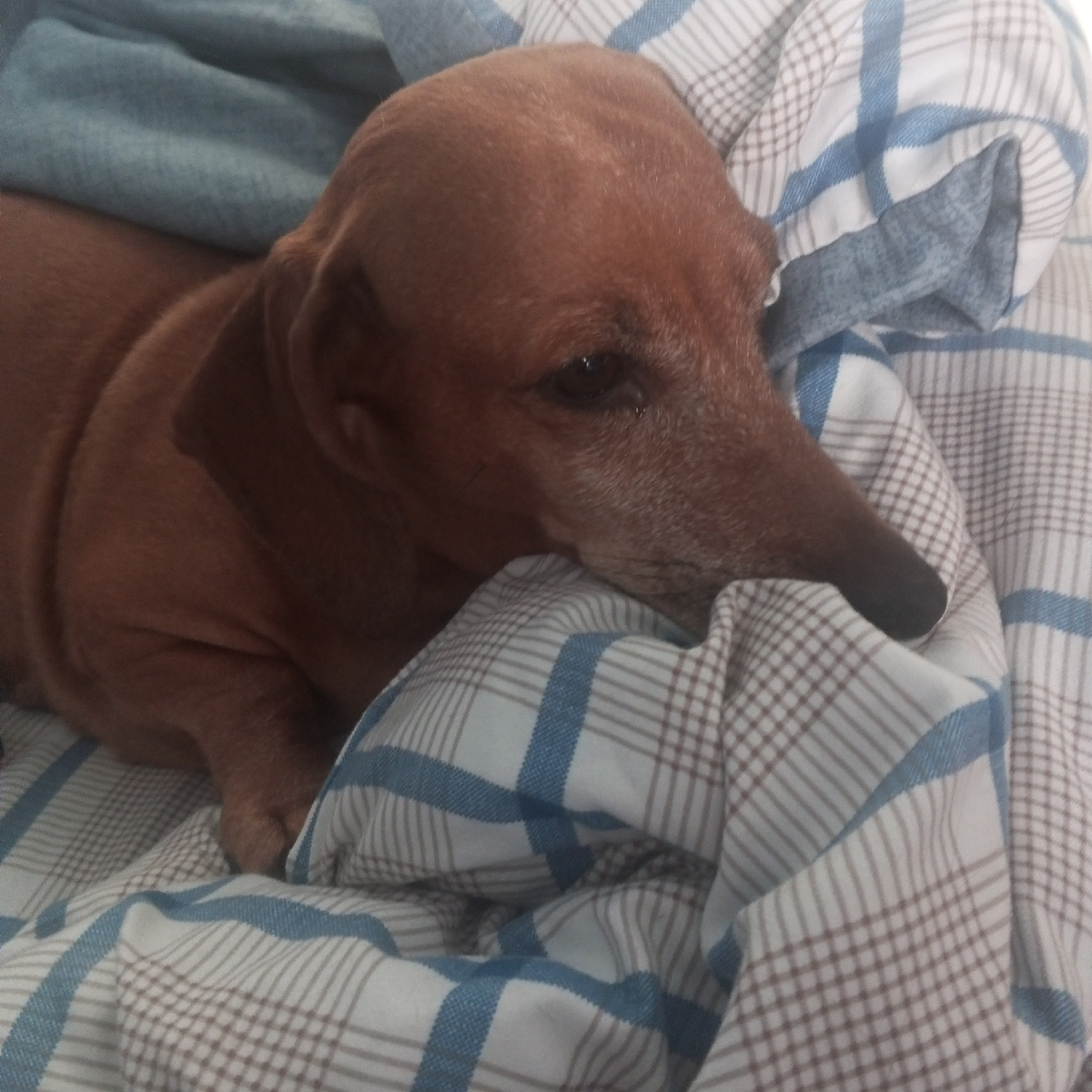 После этого кадра залезет полностью под одеяло и будет спать.  В квартире тепло, но предпочитает сон в темноте , тишине и чтоб вообще тепло было. Другие две собаки спят не укрываясь. 