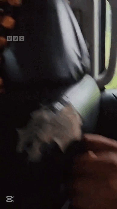    ВИДЕО: Би-би-си