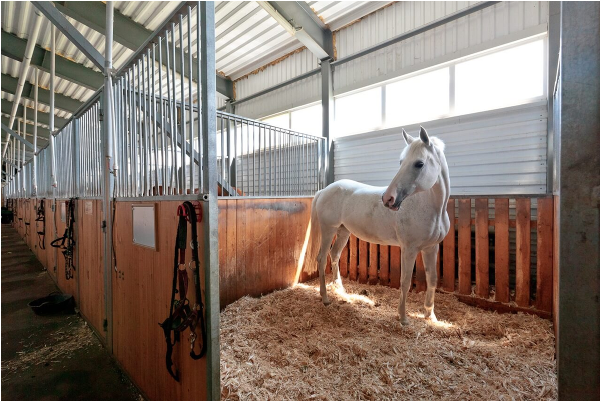 Лошадь в деннике