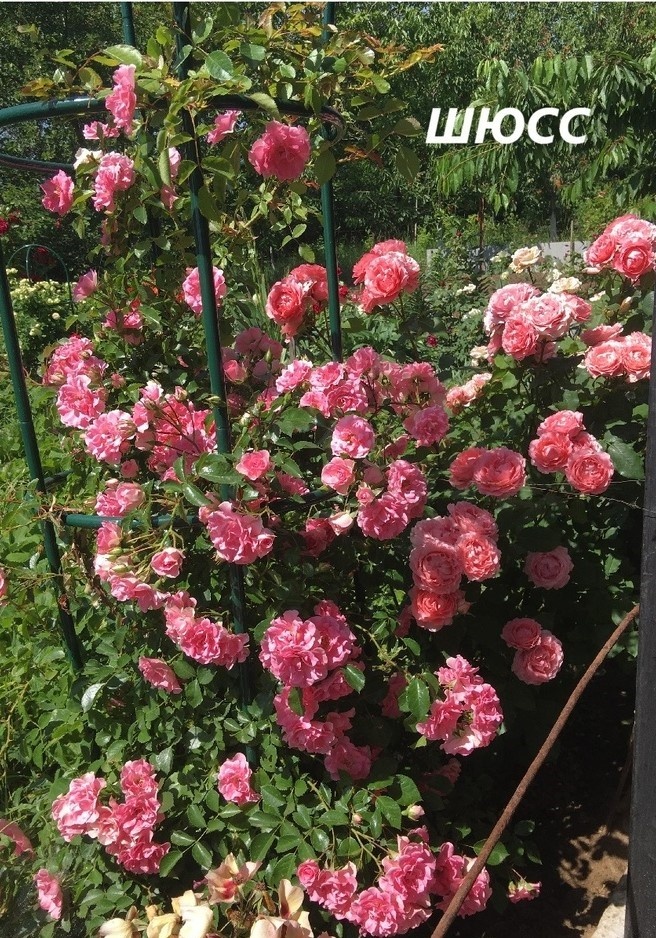 фото Екатерины