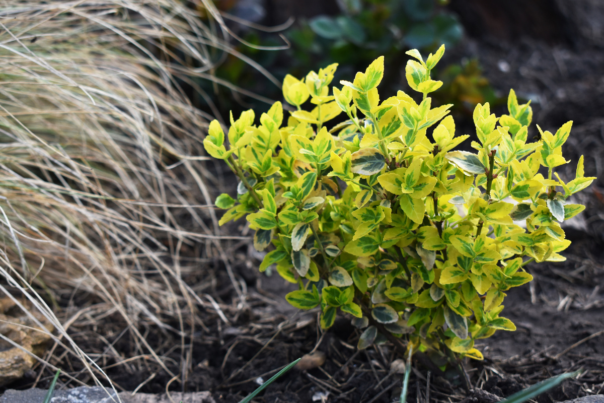 Бересклет весна