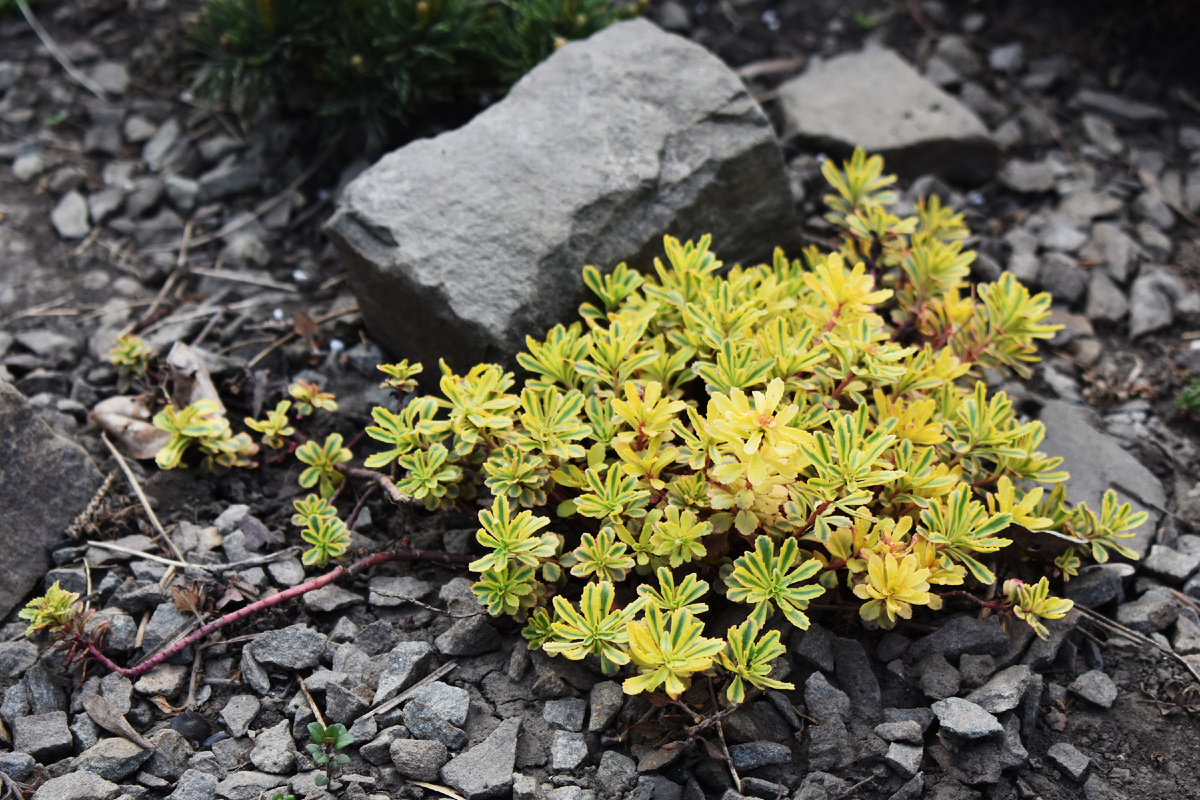 Очиток весна