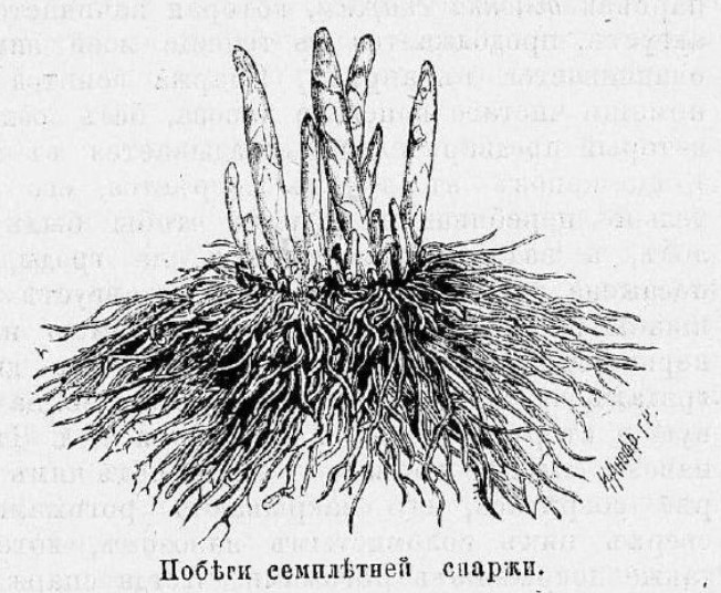 Из книги К.П. Епанчина "Иллюстрированный календарь на 1895 г."