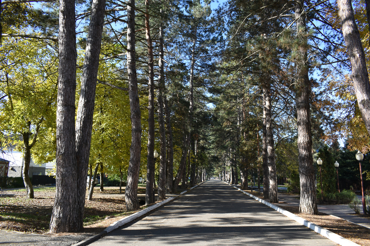 Начало аллеи