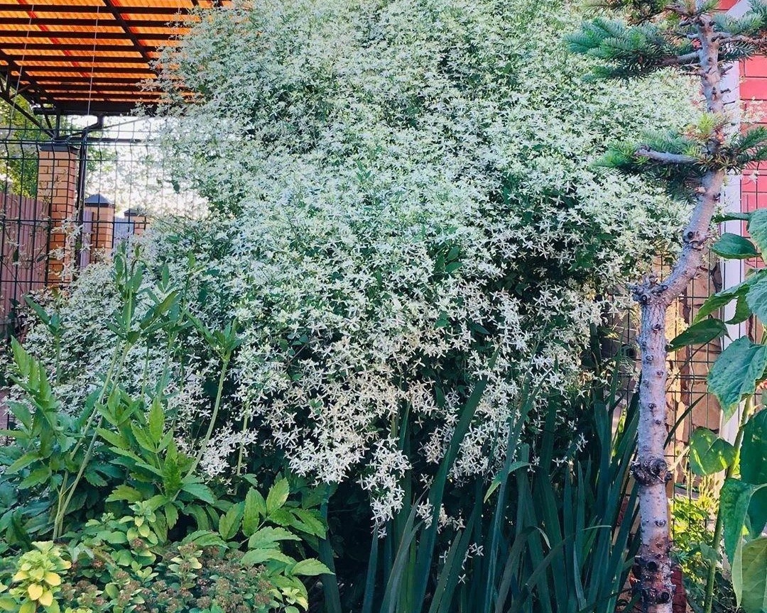 Клематис маньчжурский