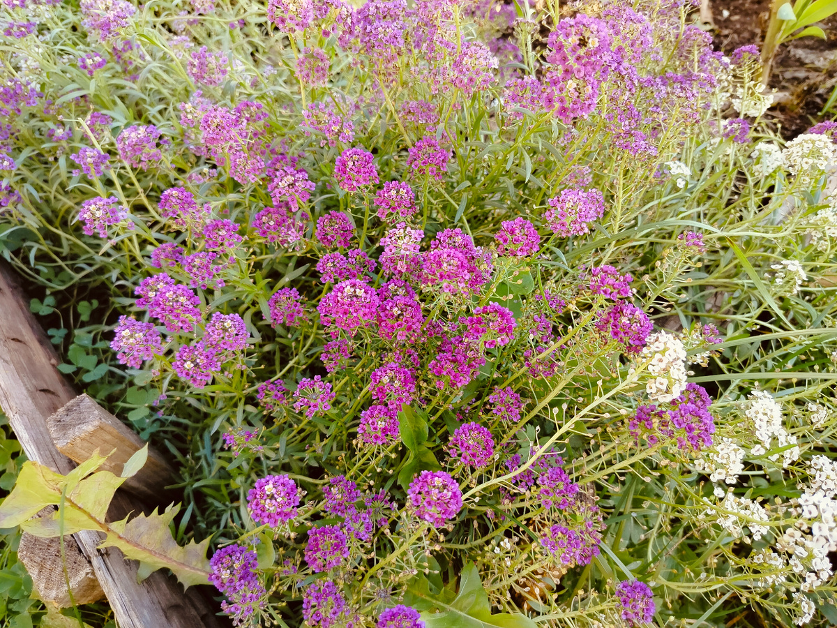 Фото с алиссумом сделанное неделю назад, когда светило солнце. 