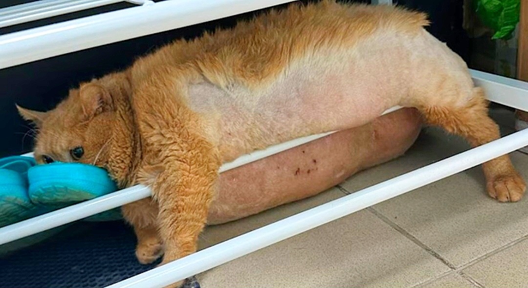 В момент побега, кот застрял.