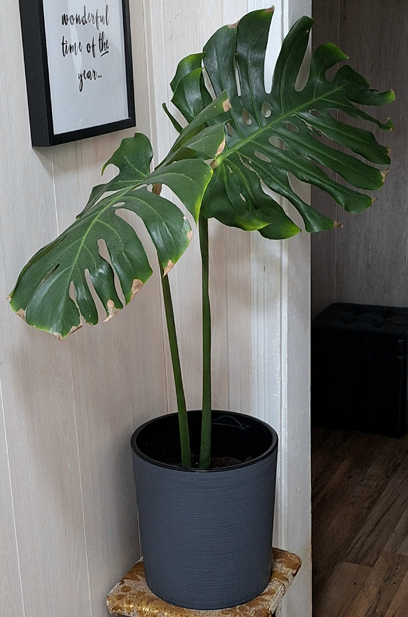 Черенок после покупки и посадки. Старые листья.