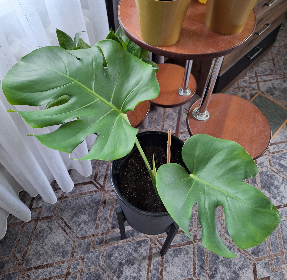 Новые листья монстеры делициоза. Раскручивает третий лист.