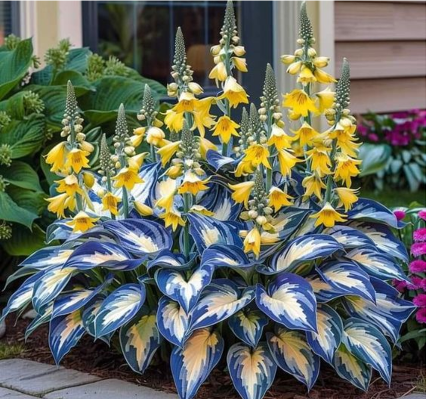 Хоста-франкенштейн