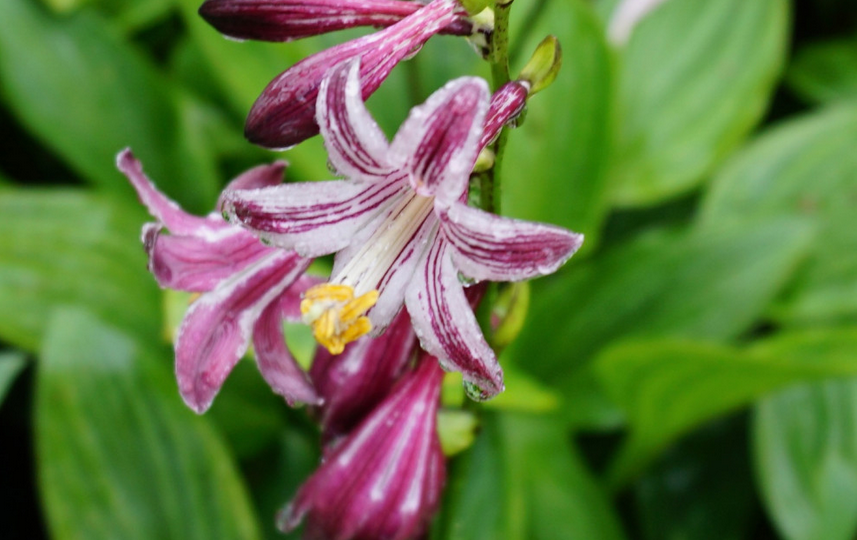 Все о цветении хост. Правда, неправда и тест: готовы ли вы к сегодняшним реалиям садового мошенничества?