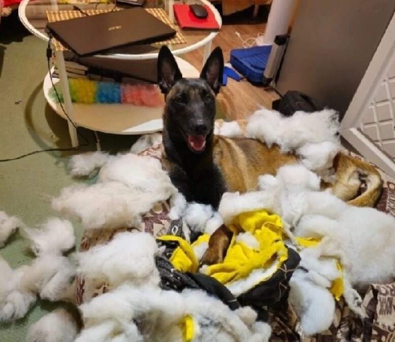 Фотоподтверждений Ральфиных преступлений, увы, не сохранилось. А вот Юшкиных подвигов - хоть отбавляй! 