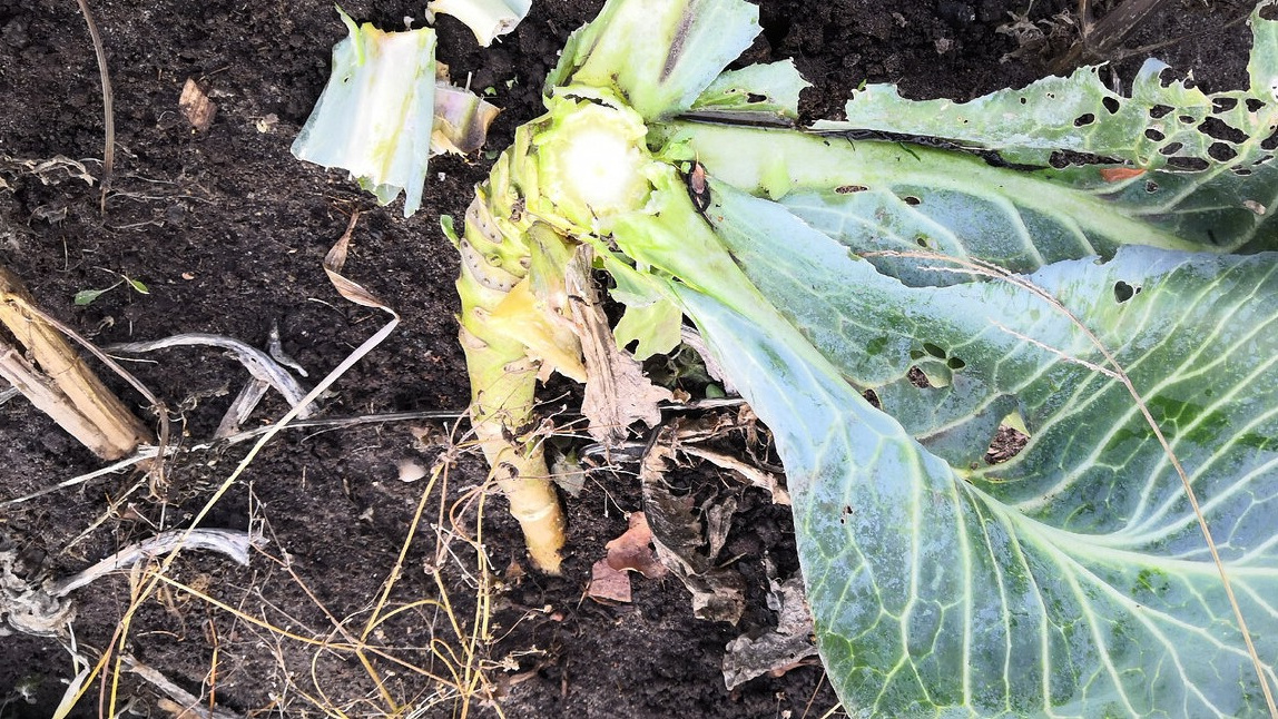 Крупные, здоровые кочерыжки в земле