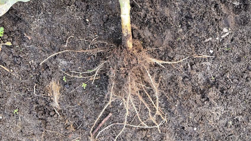 Весенняя посадка - каждая кочерыжка должна быть здоровой 