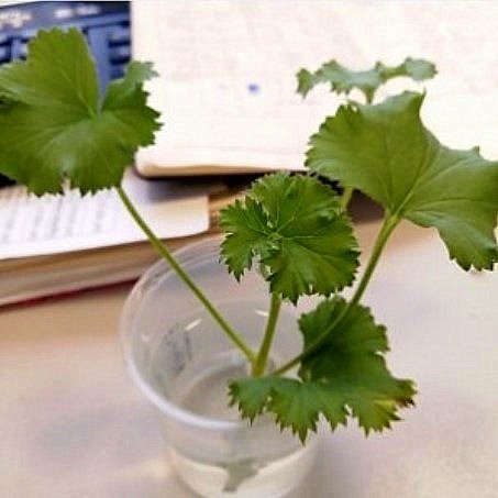 Вот тот самый злополучный её черенок,у которого нет совсем запаха.