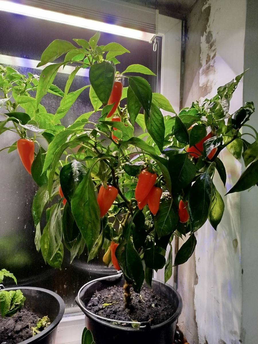 Перец F1 Лисичка