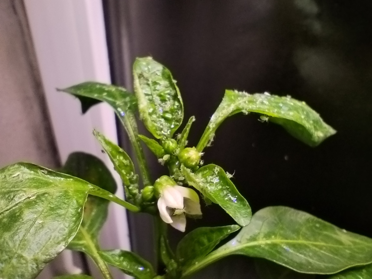 Просто жопа как этой тле тут понравилось