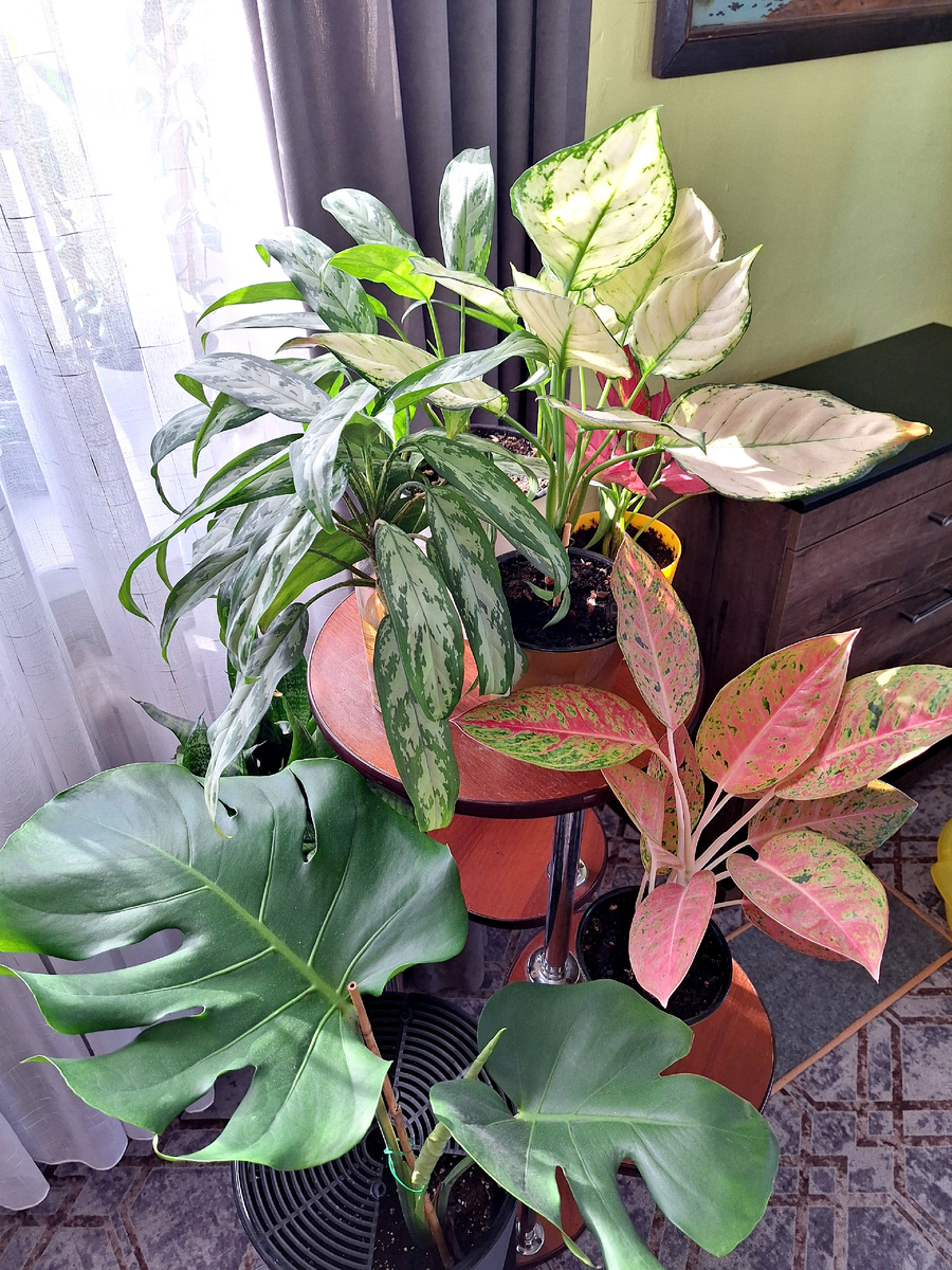 Мой зеленый уголок.