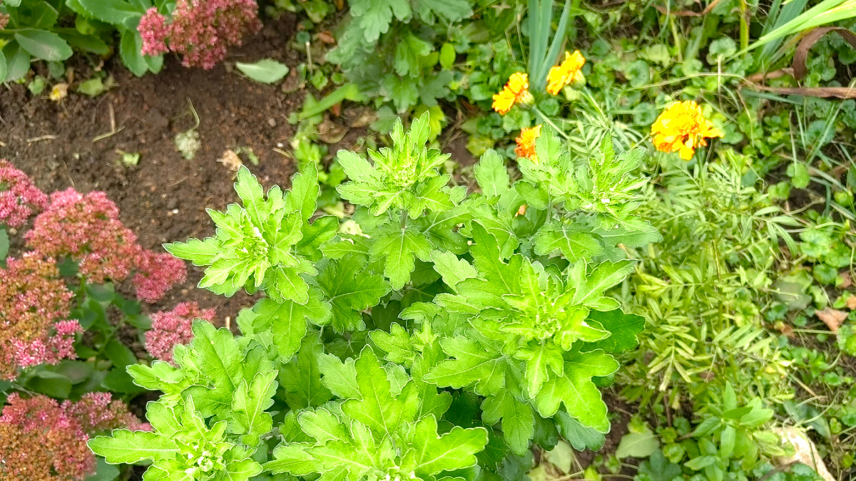 Есть, куда посадить однолетники. Конец октября. Фото автора 