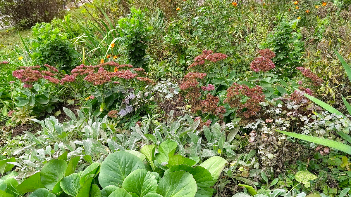 Октябрь в палисаднике. Фото автора