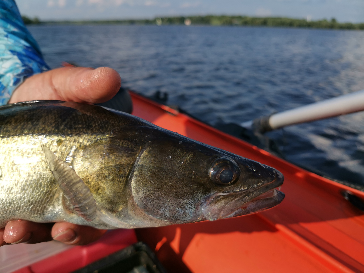 Сочетание правильной формы, цвета и подачи приманки всегда дают результат