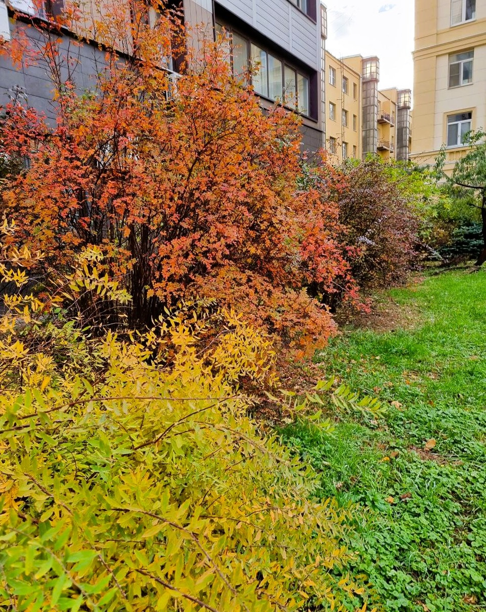 Спирея серая 'Grefsheim', роза колючейшая, барбарис оттавский с пурпурной листвой.