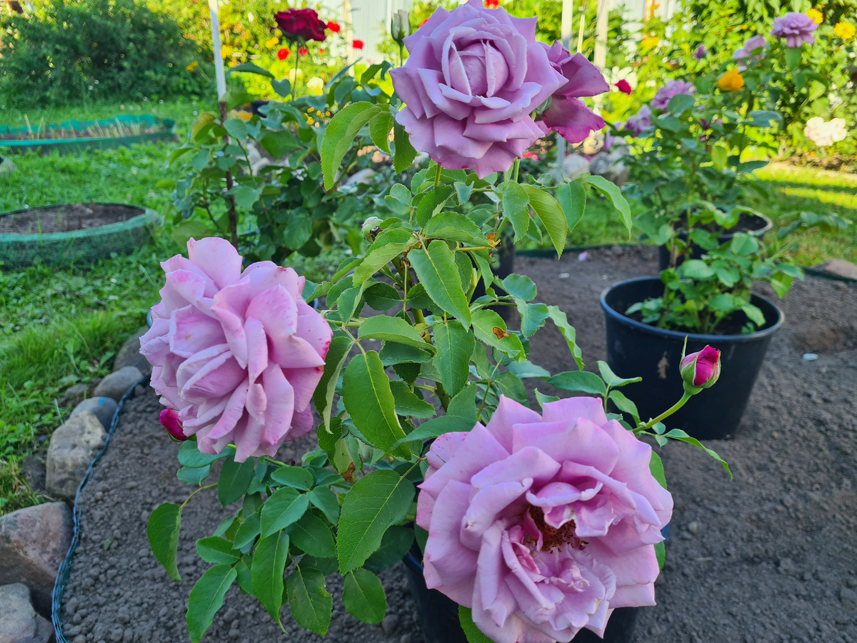 эта роза выращена из черенка. возраст 10 месяцев от черенка до цветения.