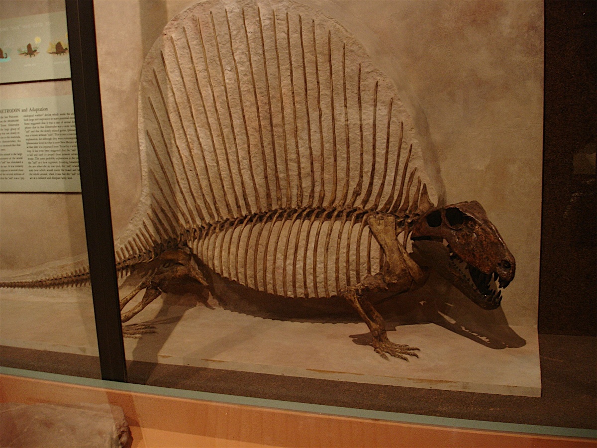 Скелет диметродона.