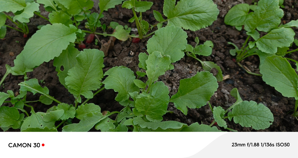 Посеяла редис, горчицу, салат и рукколу в начале сентября.