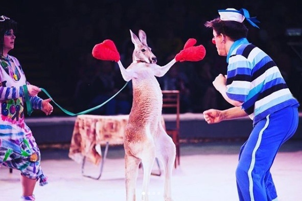 Елена Майхровская, кенгуру Римма, клоун Владимир Саптеев. Фото отсюда: https://sun9-42.userapi.com