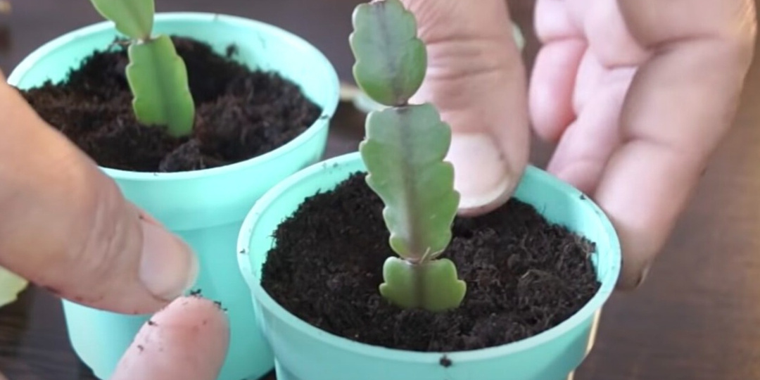 Укореняю капризные черенки декабриста без потерь - метод проверен 8 лет практики. Домашний способ работает всегда