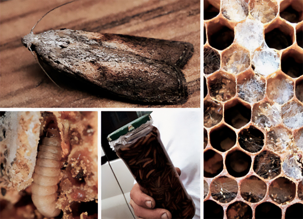 Восковая моль